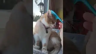 #creamcat #princess #beauty