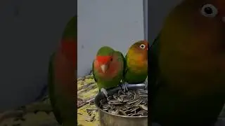 crunch