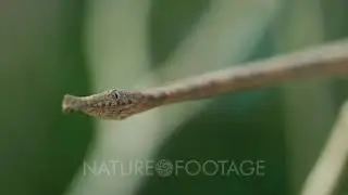 Leaf-nosed Snake