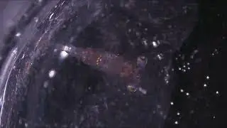 Saltwater Glass Shrimp Breeding Overview