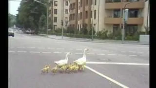Murgg&auml;nse
