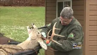 Low buck population in store for archers