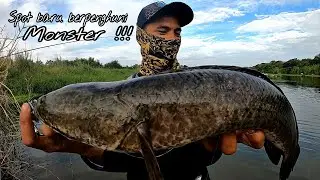 Mancing ikan gabus Monster / casting gabus /haruan /Tarikanya seperti&nbsp;casting toman Monster