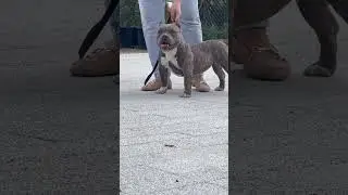 Американский Булли микро!!! Не экзот )))