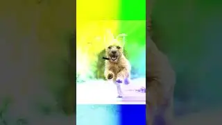 Dogs Frolicking and Racing on the Grass. Photo compilation of Dogs Who Dash Across Lawns.