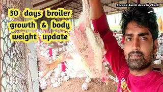 Broiler Farming 30th Day Full Update | Growth, Feed Intake & Farm Management | Muna Hafsa 