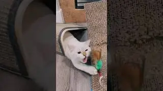 Funny Cat 😸 Playing With Feather Toy #kitten #cat #meow #catlover #funny #cute #toys