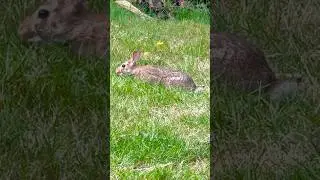 Backyard rabbit #rabbit #babyanimal #backyardrabbitry  #pnw #bunny #rabbit