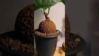 Stephania Suberosa Wild Specimen - Jogjagurun