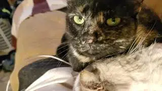 Well the two cats like to play a bit rough!