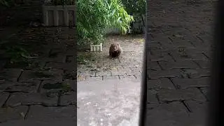 monkey video | monkey action | monkey reaction | monkey attack #shorts