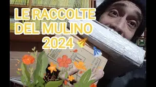 Le raccolte del Mulino Bianco 2024