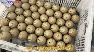Visiting Fireworks Factory - 49F467 Jinyi Fireworks #masterfireworks #pyrodiscovery #fireworks