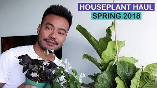 HOUSEPLANT HAUL | SPRING 2018 | PLANT DAD