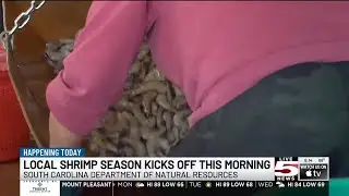 VIDEO: South Carolina commercial shrimp trawling season officially kicks off