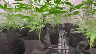 4x4 Flood Tray With DIY Drip Irrigation In 5x5 Tent