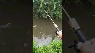microfishing technique #microfishing #fishing #tanago