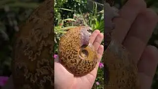 Polished Whole Jigsaw Ammonite x 1 From Tulear, Madagascar