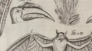 What Will We Find Inside Early Modern Cabinets of Curiosities?