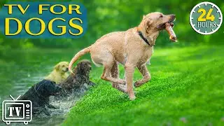 24/7 Dog TV: All Day Calming Music for Anxious Dogs |Anti-Anxiety Videos to Prevent Boredom for Dogs
