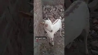 Top quality barbara khassi full tarbuj football ⚽#ytshorts #shorts #goat #barbra #goatfarmbusiness