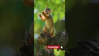 HEY, LOOK AT ME! Baby Common Squirrel Monkey Looking for Food on a Tree