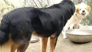 dog fight Himalayan dogs