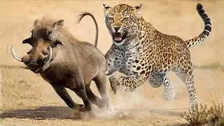 Law of the Wild: Only the Fastest Will Survive || Top Animals Hunting #woaanimals