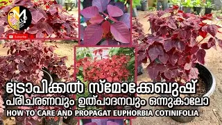How to care and propagat euphorbia cotinifolia ട്രോപിക്കൽ സ്മോക്കേബുഷ് പരിചരണവും ഉത്പാദനവും
