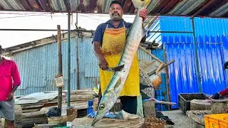 KASIMEDU 🔥 SPEED SELVAM | BIG SIZE BARRACUDA FISH CUTTING VIDEO | 4K VIDEO | KM FISH CUTTING 