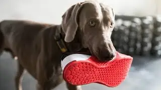 Dogs Stealing Things