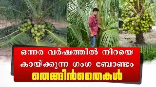 കേരളം മുഴുവന്‍ FREE DELIVARY #GANGABONDAM തെങ്ങിന്‍തൈകള്‍ #കുള്ളൻ തെങ്ങ് #MalayanDwarf #Thenginthai