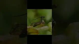 BRAZILLIAN TREEHOPPER. EXOTIC. WEIRD CREATURE. #shorts #shortsyoutube #shortsvideo #exotic #animals