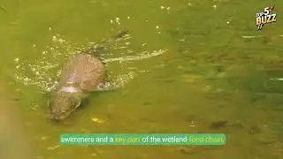Top 5 Wild Creatures Thriving in USA's Wetlands!