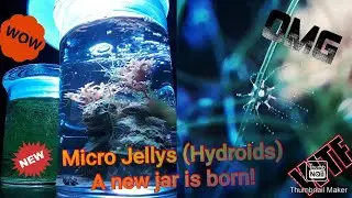 Micro jellys (hydroids) a new jarquarium is born