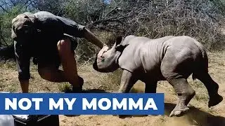 Protective Baby Rhino Guards Mother During Toe Treatment
