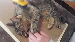 おとなしくブラッシングされると思った…