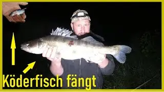 Mit Köderfisch auf Zander