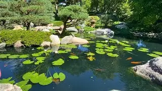 Amazing Japanese Garden Koi Fish Feeding in Pond with Waterfall