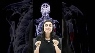 Carbon Atoms in Human Body