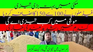 Maki market ma tazi || maki feed mills rate || monji rate today