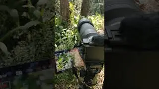 BTS Filming Nature Close Up in the Forest