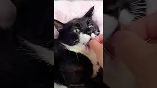 Funny Cats 2025 🐱 #cat 🥰 # Part 4843