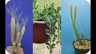 El mejor especies de Kleinia m&aacute;s conocidas, con sus nombres !