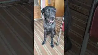 This old man #dog 🐕🐶 is a distinguished gentleman but you still better get off his property!! 👴🤣