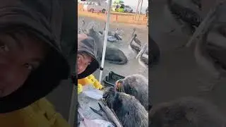Feeding Seals Fresh Fish