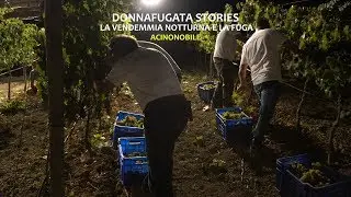 Donnafugata | La vendemmia notturna