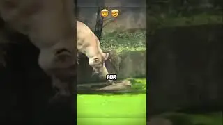 Mother Accidentally Drops Cub Into Water