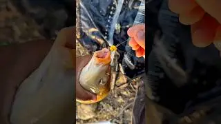 I caught this fish with fake corn. #fishing #angler #fisherman #carpfishing #outdoors