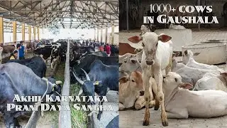 A Visit to Gaushala- Bangalore #Gaushala #feedingcows #feedingbirds